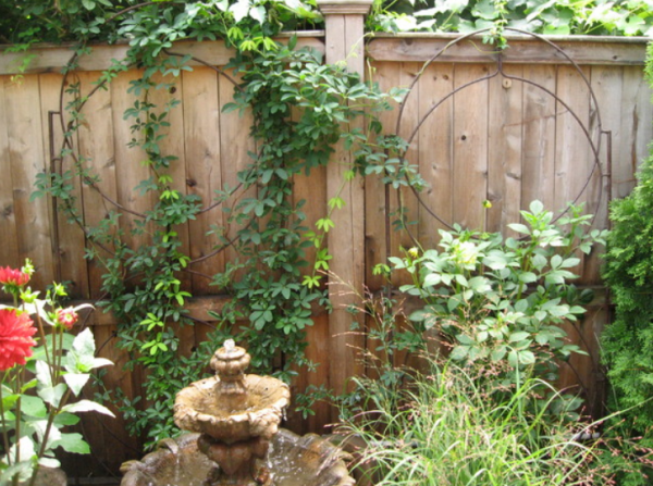 Tanaman Rambat yang Melingkar di Pagar